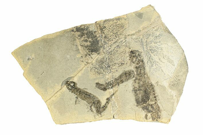 Permian Amphibian (Sclerocephalus) Fossils - Germany #264864